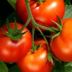 tomatoes