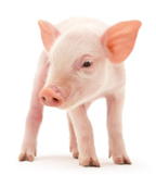 piglet