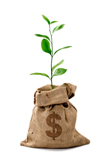 moneytree Money Tree